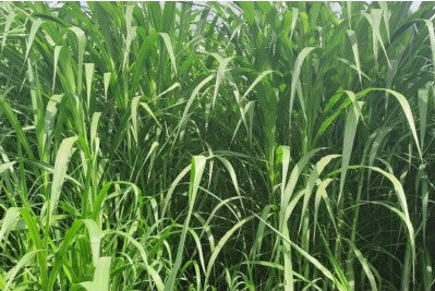 Fodder Gopi Ghas Seed 100 grams