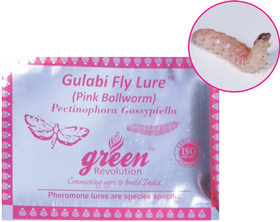 Combo Pack of Funnel Pheromone Trap + Gulabi Fly Pheromone Lure