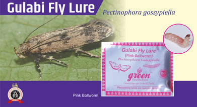Gulabi Fly Lure / Pectinophora Gossypiella Pheromone Lure