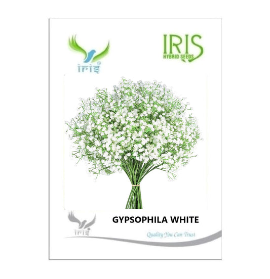 Iris Imported Gypsophila White 130 Seeds