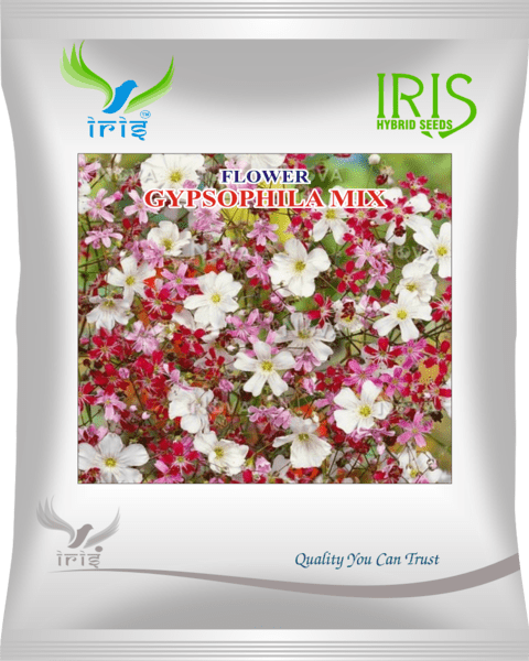 Iris Imported OP Gypsophila Mix 300+ Seeds