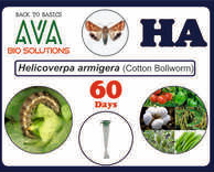 Ava Helicoverpa Armigera (HA) Lure