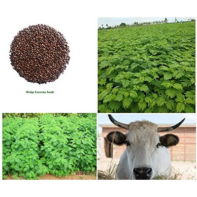 Fodder Hedge Lucerne Grass Seeds
