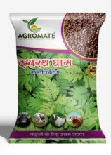 Fodder Hedge lucerne (Dashrath Ghas)