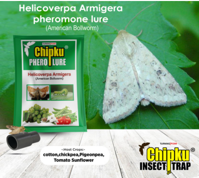 Chipku Helicoverpa Lure
