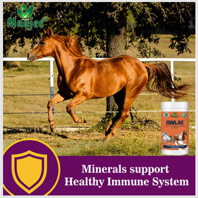 Maajee Natural Trace Minerals for Horse all Stages