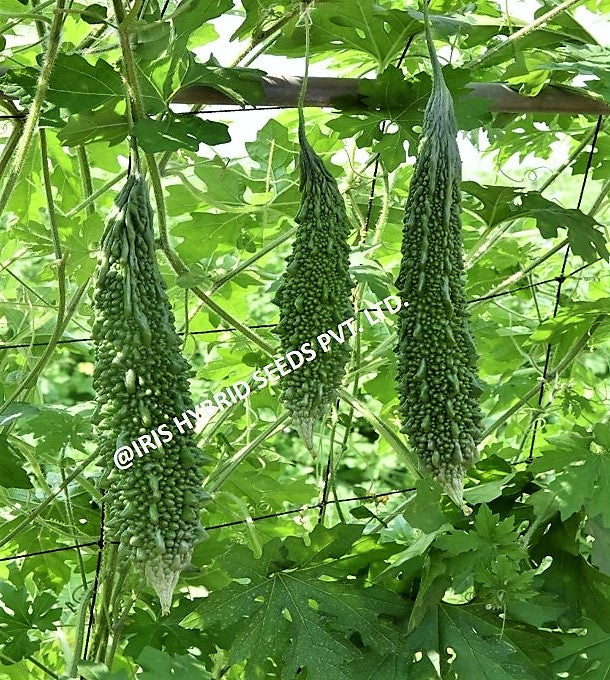 BitterGourd / Karela F1 Iris IHS-135 20 grams
