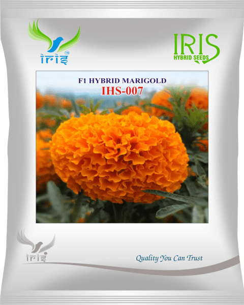 Marigold Orange Iris F1 IHS-007