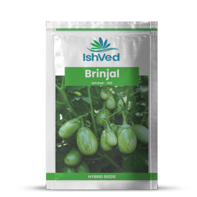 Brinjal IVBJH-361 10 grams