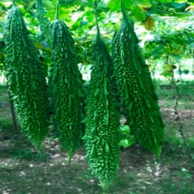 BitterGourd / Karela IVBRH-451 50 grams