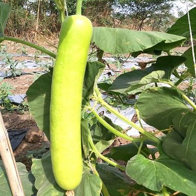 Bottlegourd / Lauki IVBTH-402 50 grams