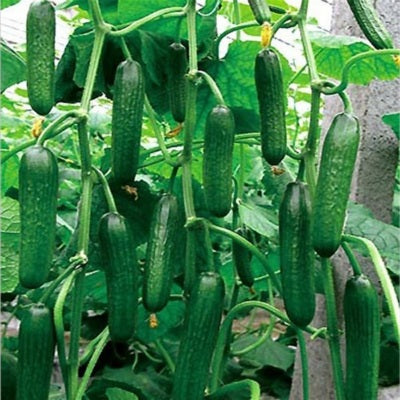 Cucumber / Kakri IVCUH-301 50 grams