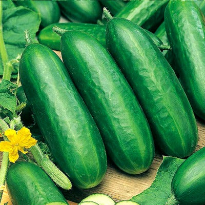 Cucumber / Kakri IVCUH-301 50 grams