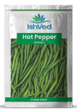 Chilli / Hot Pepper IVHPH-1