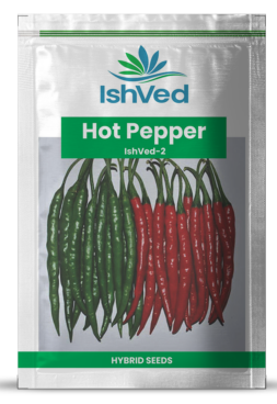 Chilli / Hot Pepper IVHPH-2