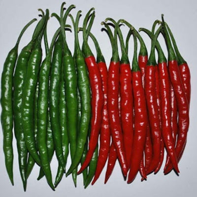 Chilli / Hot Pepper IVHPH-2