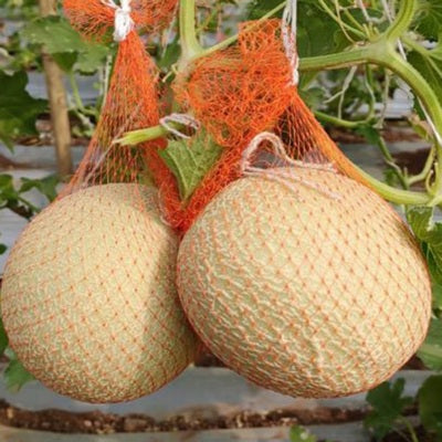 Muskmelon / Kharbooja IVMMH-801 50 grams