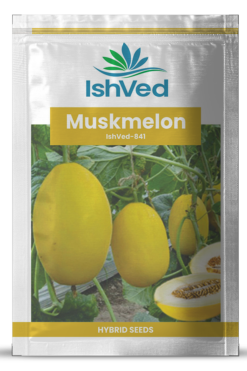 Muskmelon / Kharbooja IVMMH-841 50 grams
