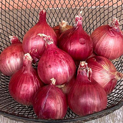 Onion IVONL-351