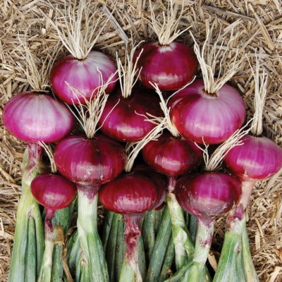 Onion IVONL-351