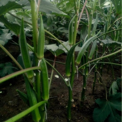 Okra / Lady Finger IVORH-151 250 grams