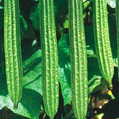 RidgeGourd / Turai IVRGH-502 50 grams