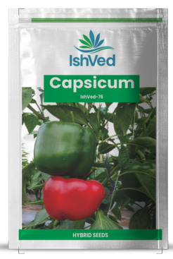 Capsicum IVSPH-76 10 grams