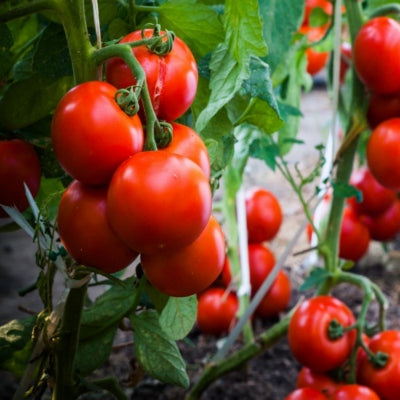 Tomato IVTMH-102 10 grams