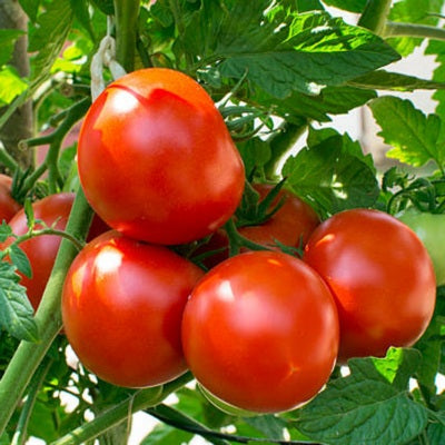 Tomato IVTMH-103 10 grams
