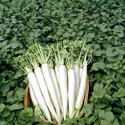 Radish IVTMP-02 250 grams