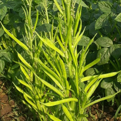 Clusterbean / Guar IVTMP-03 250 grams