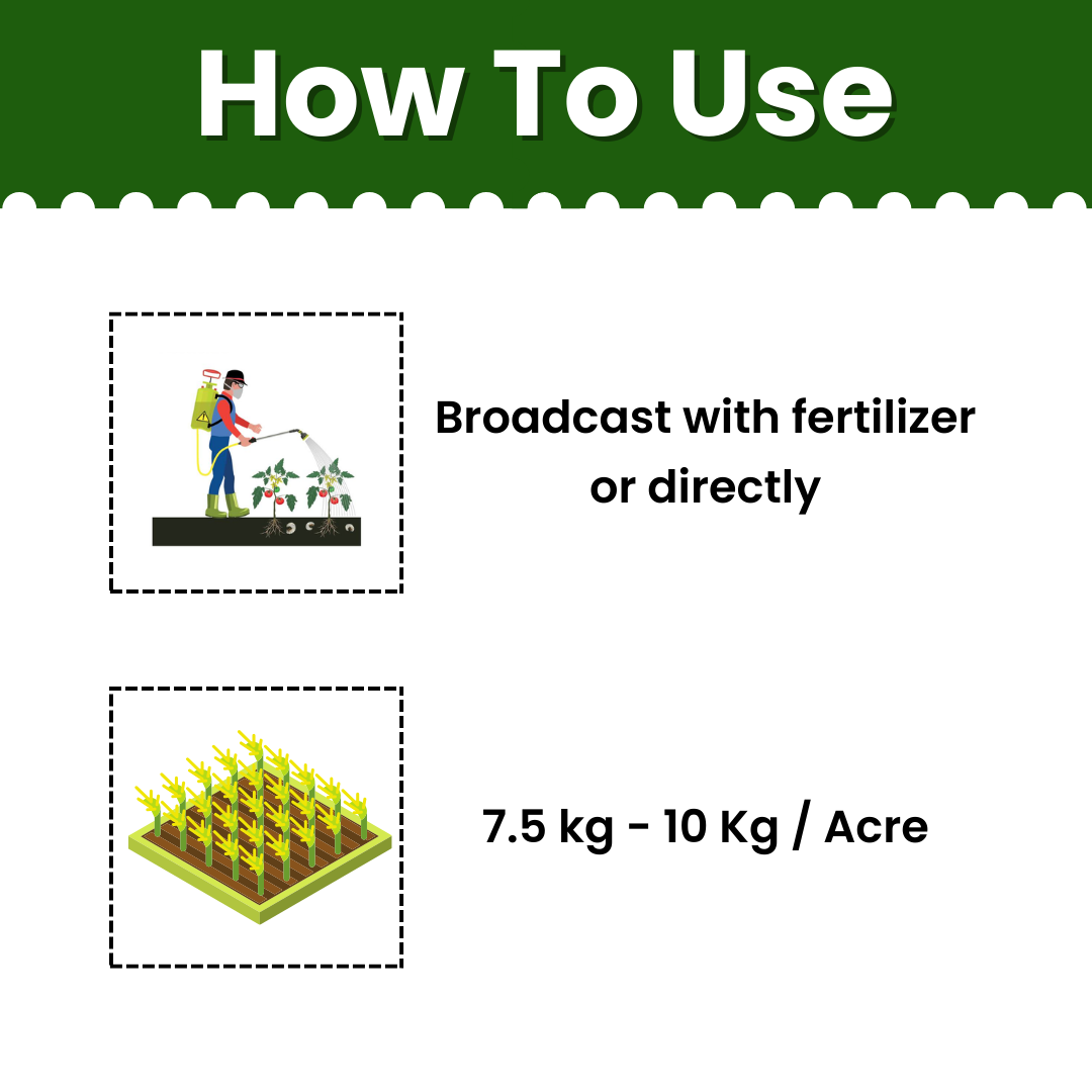 Katyayani Katappa - Cartap hydrochloride 4% GR