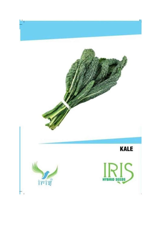 Iris Imported Kale 25 Seeds