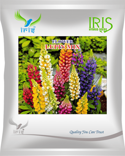 Iris Imported OP Lupin Mix 300+ Seeds
