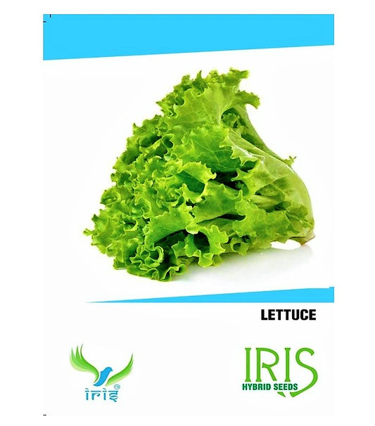 Iris Imported Lettuce Grand Rapid