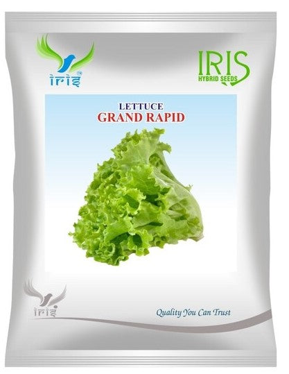 Lettuce Iris Imported OP Grand Rapid