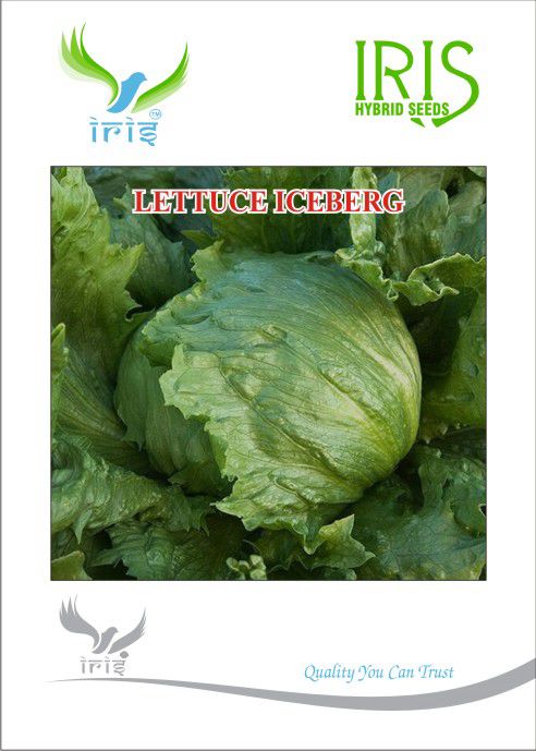 Iris Imported Lettuce Iceberg - 10 grams