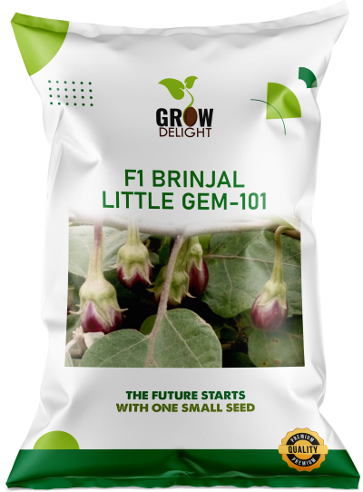 Brinjal F1 Little Gem-101
