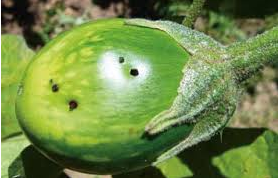 Combo Pack of Funnel Pheromone Trap + Brinjal Pheromone Lure (for Brinjal Fruit & Shoot Borer)