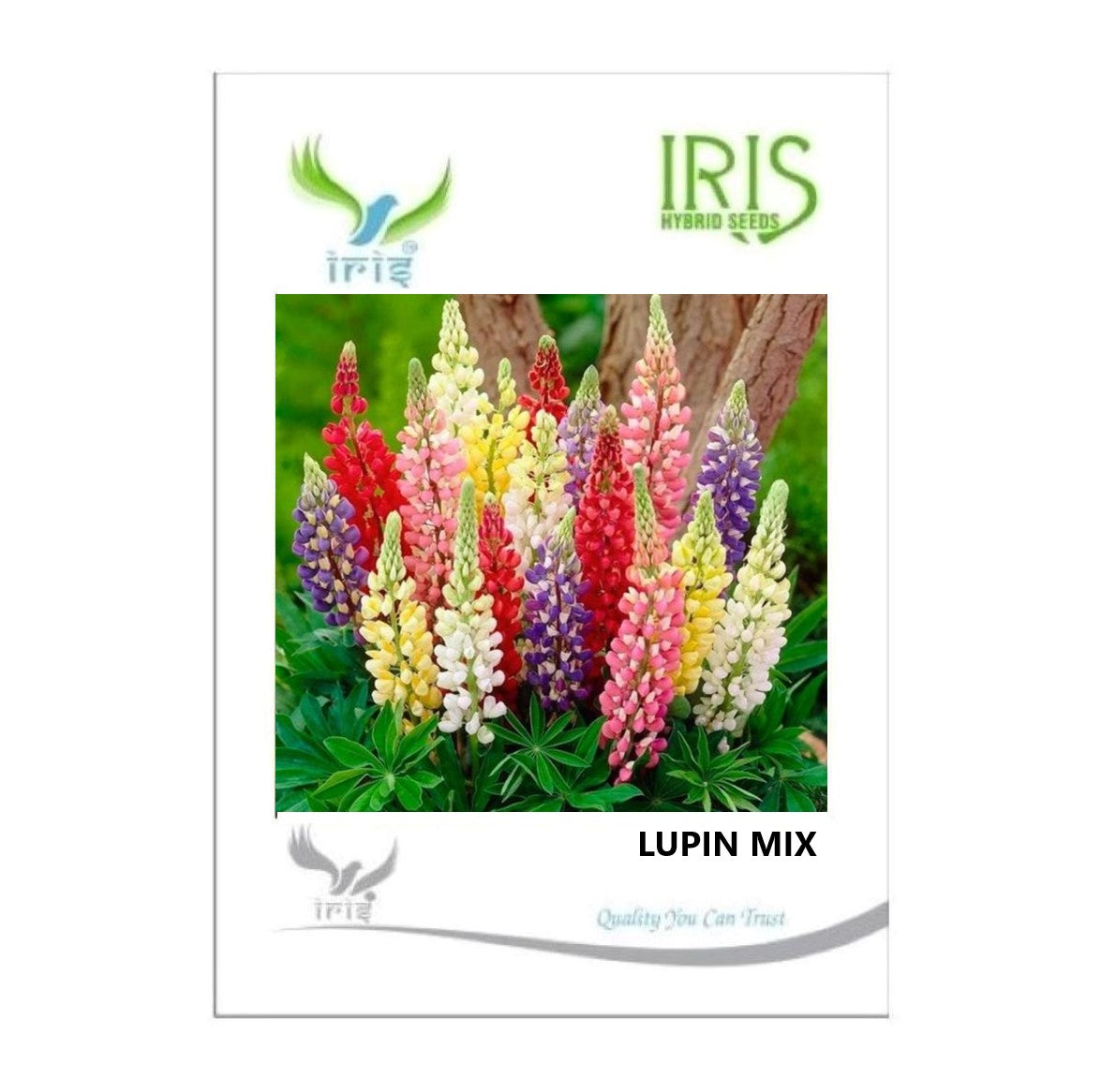Iris Imported Lupin Mix
