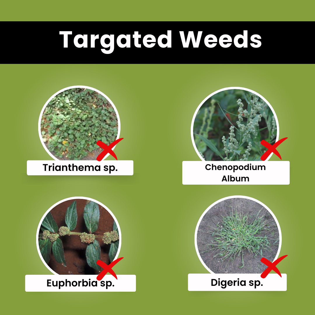 Katyayani MSM - Metsulfuron Methyl 20% WP | Herbicide