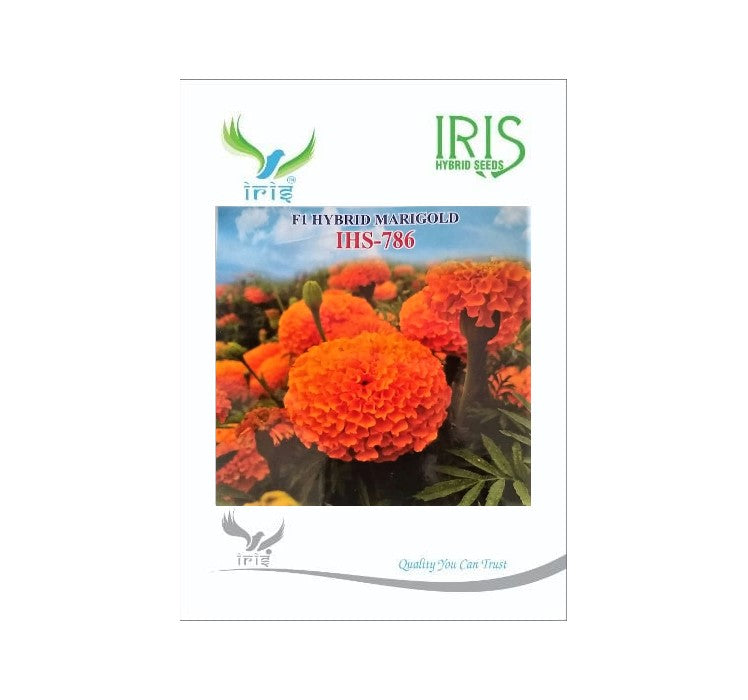 Marigold Orange Iris F1 IHS-786