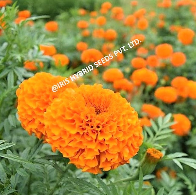 Marigold Orange Iris F1 IHS-786