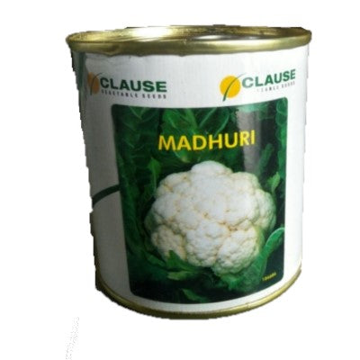 Cauliflower Madhuri