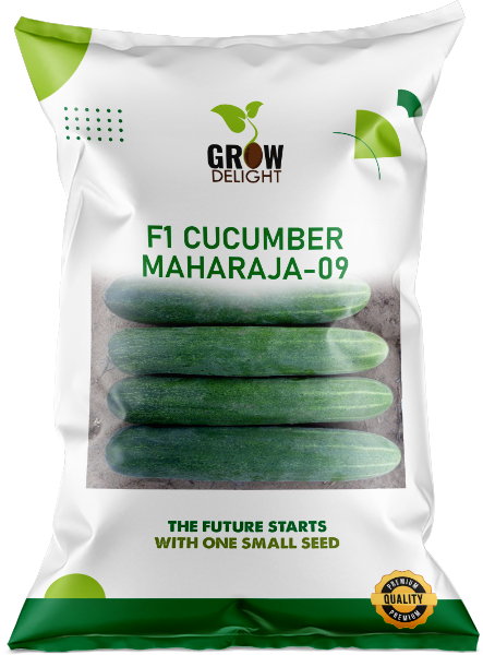 Cucumber / Kakri F1 Maharaja-09