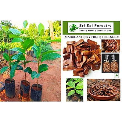 Mahogany (Sky Fruit/ Kadva Badam/ Sugar Badam) Tree seeds 350 grams