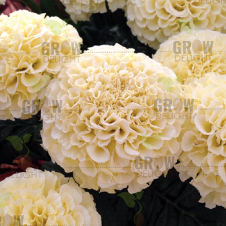 Grow Delight Imported Marigold White