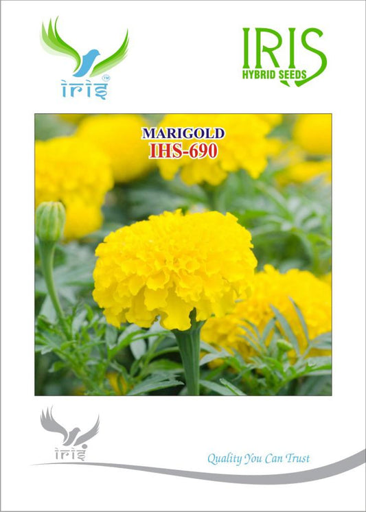 Marigold Yellow Iris OP IHS-690 10 grams