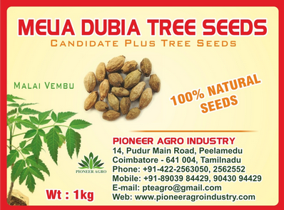 Melia Dubia / Kadukhajur Tree Seed