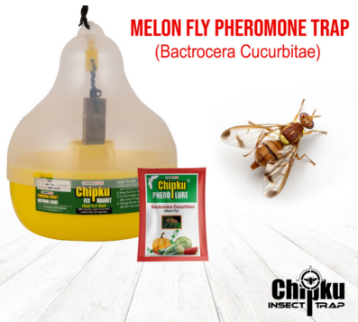 Chipku Pheromone Mac Phill Trap with Melon Fly Lure (Combo Pack of 5)